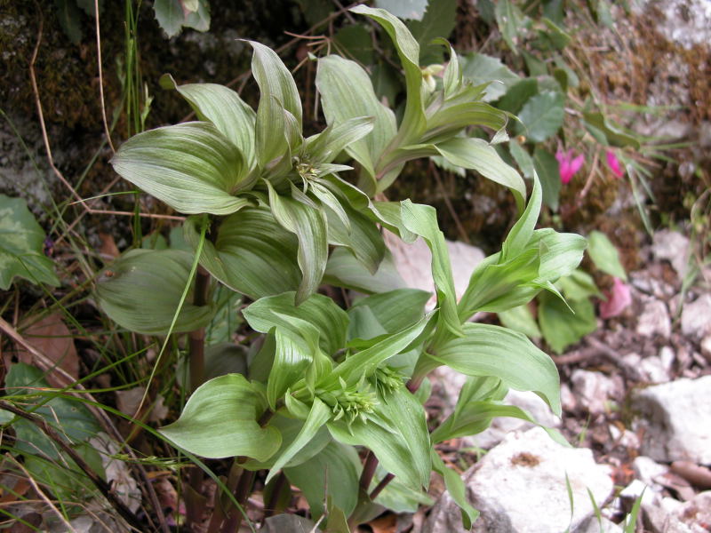 Supramonte di Oliena : Epipactis cfr. helleborine